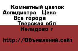 Комнатный цветок Аспидистра › Цена ­ 150 - Все города  »    . Тверская обл.,Нелидово г.